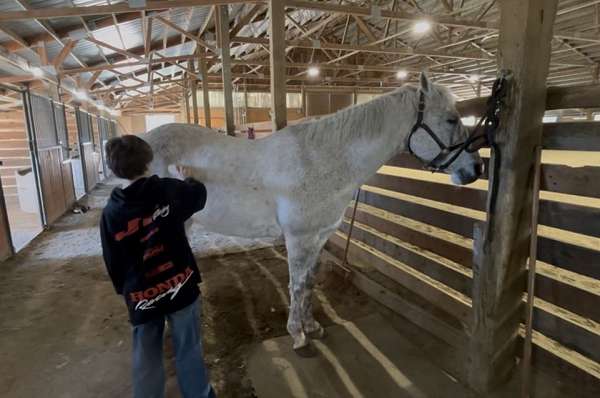 all-quarter-horse