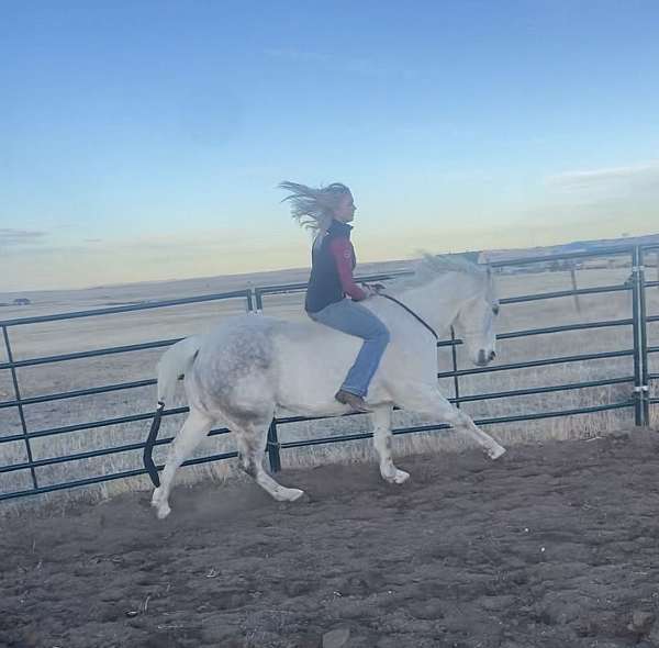 all-around-quarter-horse