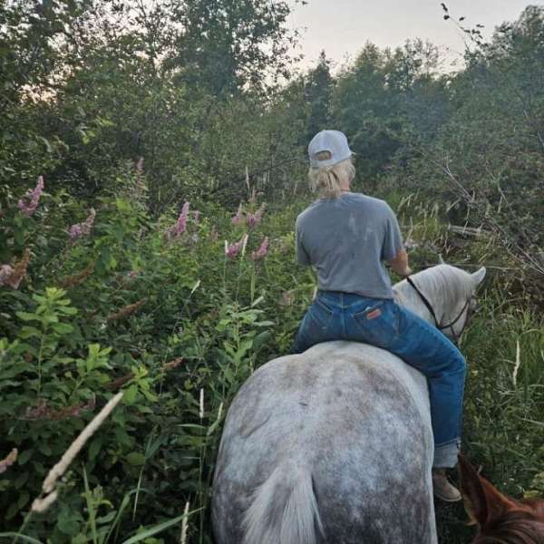 aqha-quarter-horse