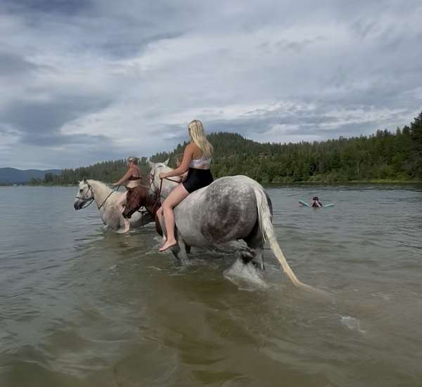 aqha-gelding-quarter-horse