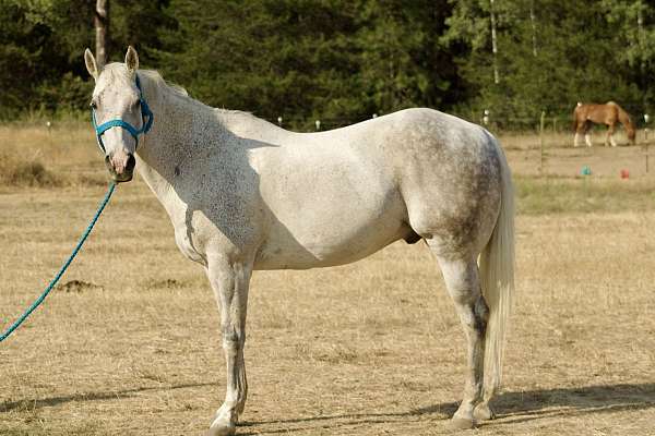 around-quarter-horse