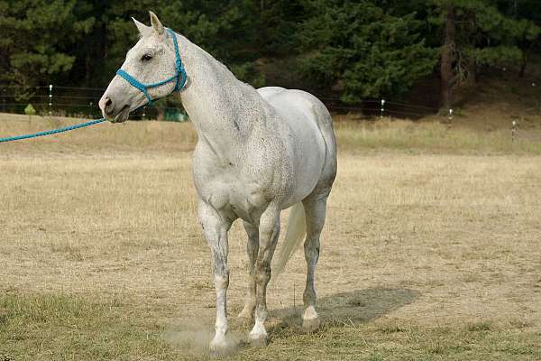 athletic-quarter-horse