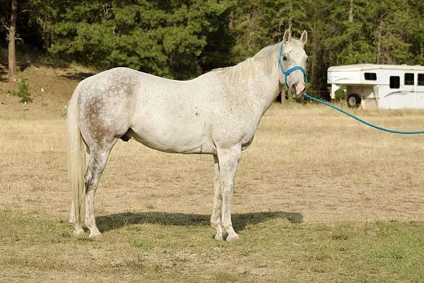 beginner-novice-quarter-horse
