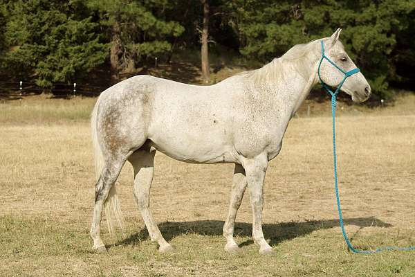 beginner-safe-kid-pony-quarter-horse