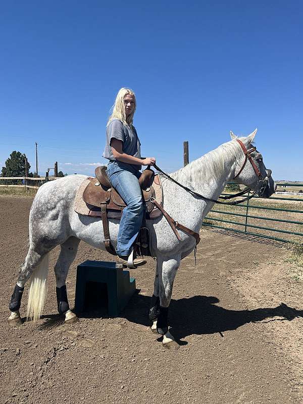 clear-quarter-horse