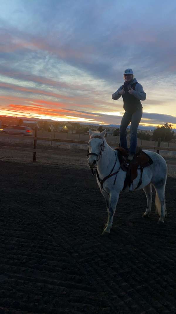 beginners-quarter-horse