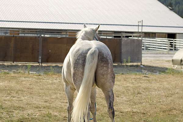 confident-quarter-horse