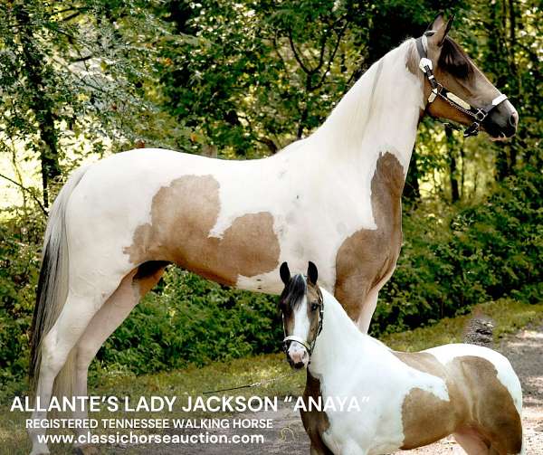 all-around-prospect-tennessee-walking-horse
