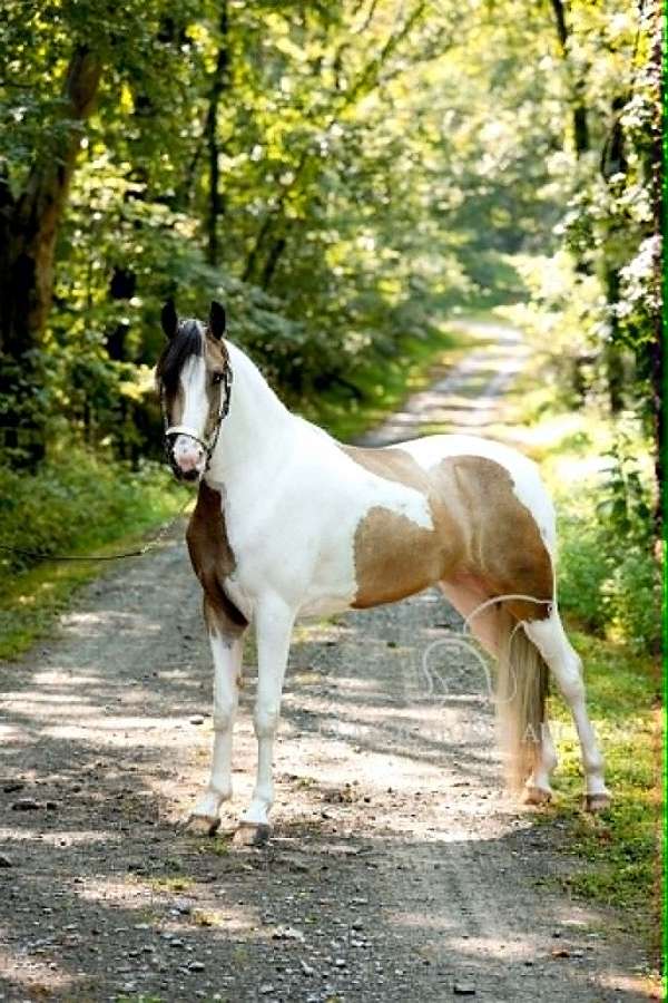 dressage-prospect-tennessee-walking-horse
