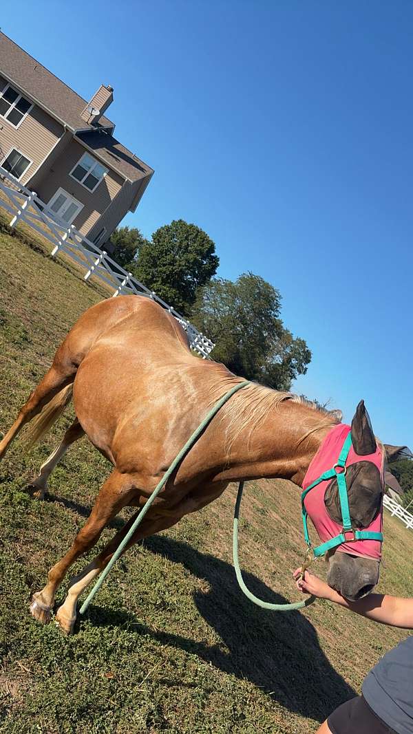 quarter-horse-gelding