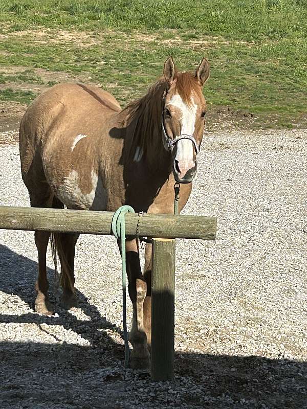 quarter-horse-for-sale