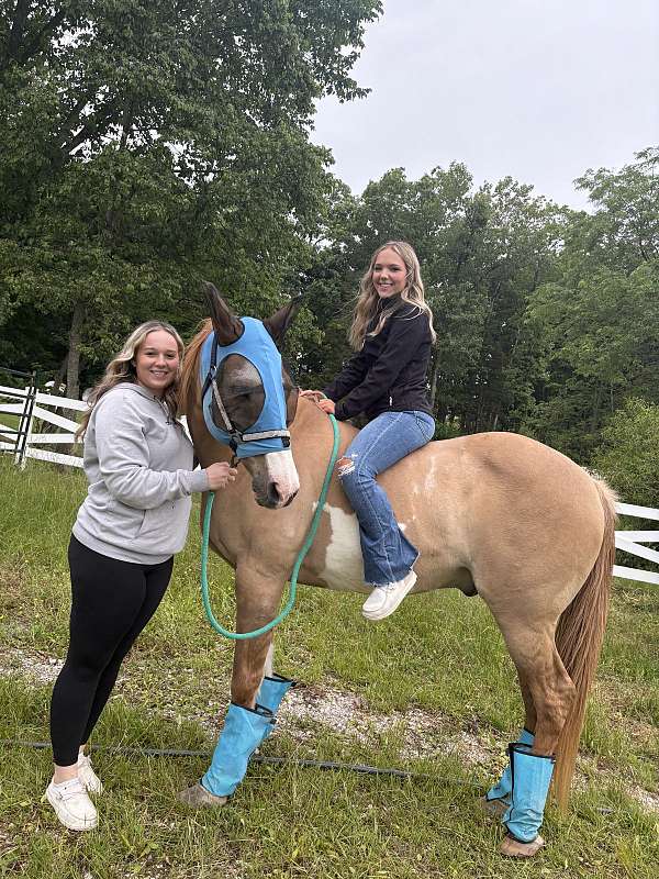 quarter-horse