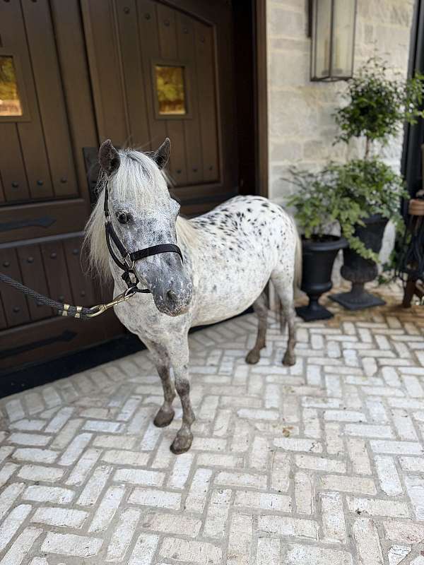 double-registered-appaloosa-pony