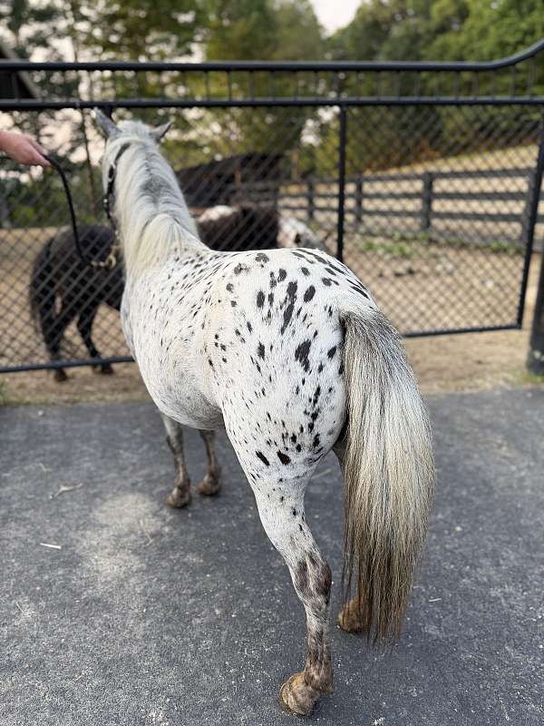 mini-foal