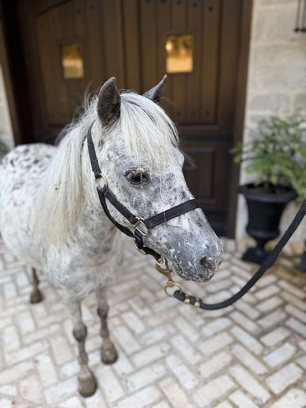 mini-pony-stallion