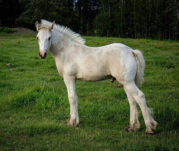husband-horse-colt