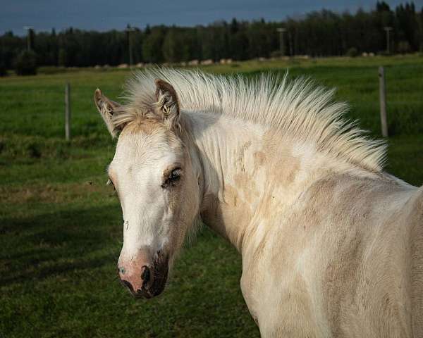kids-horse-colt