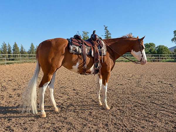 a-hunter-paint-horse
