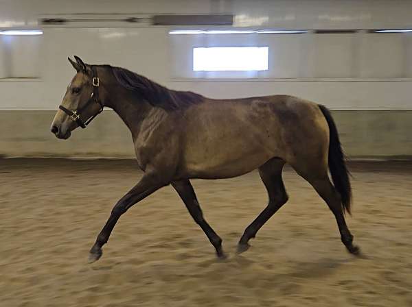 english-warmblood-pony