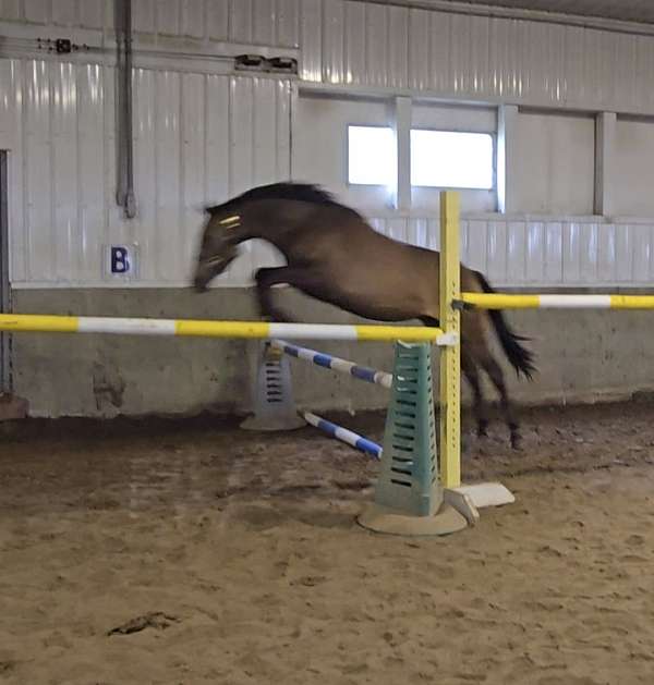 thoroughbred-warmblood-pony