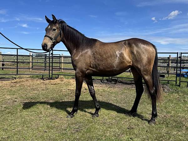 companion-warmblood-pony