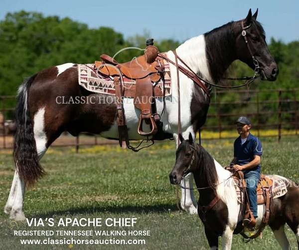 chief-tennessee-walking-horse