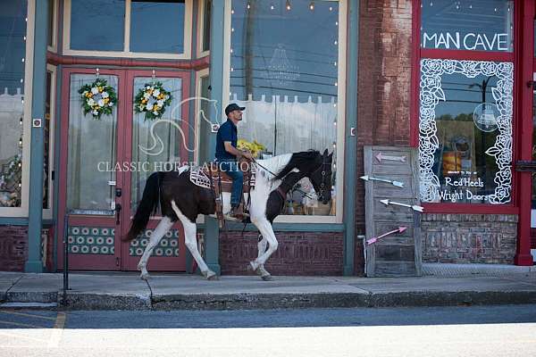 all-tennessee-walking-horse