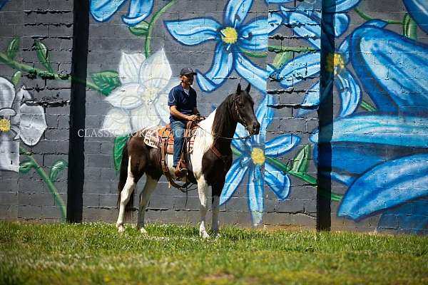all-around-tennessee-walking-horse