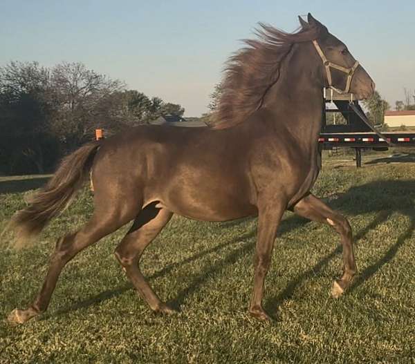 chocolate-flashy-stallion-horse