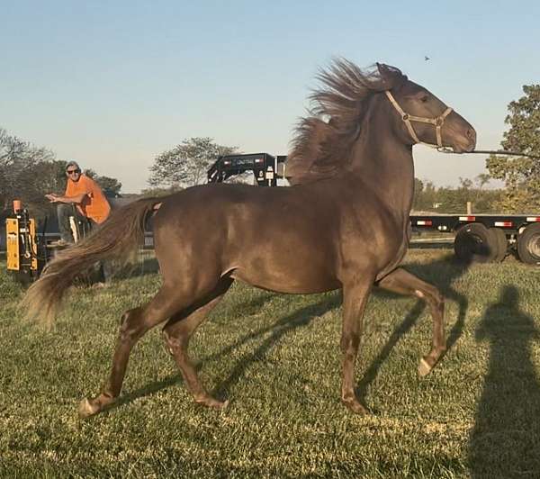 chocolate-kmsha-rmha-gelding