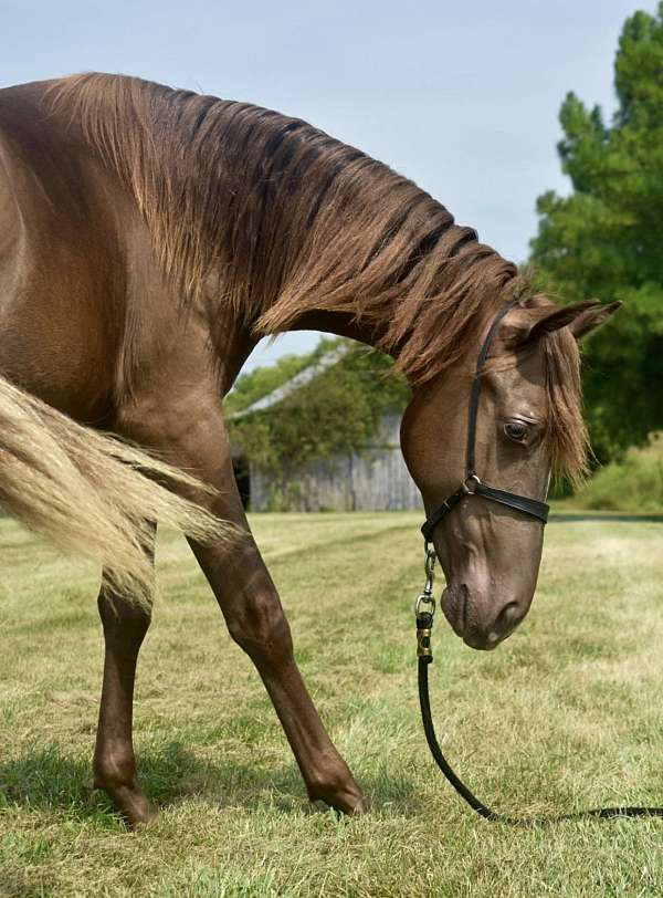 chocolate-kmsha-rmha-colt