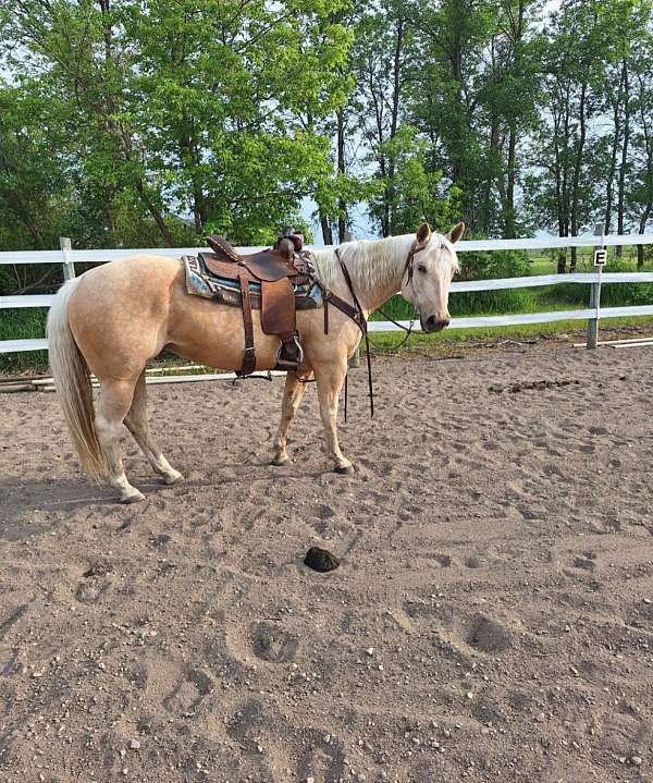 palomino-strip-hind-socks-horse