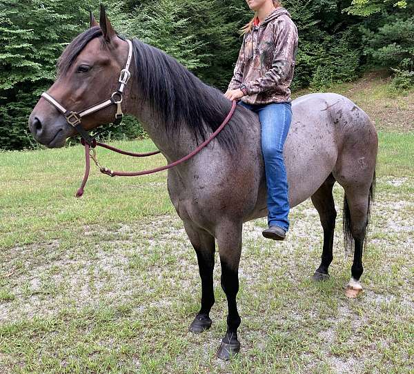 star-horse