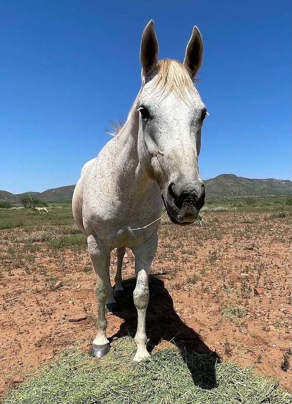 excellent-mare-quarter-horse