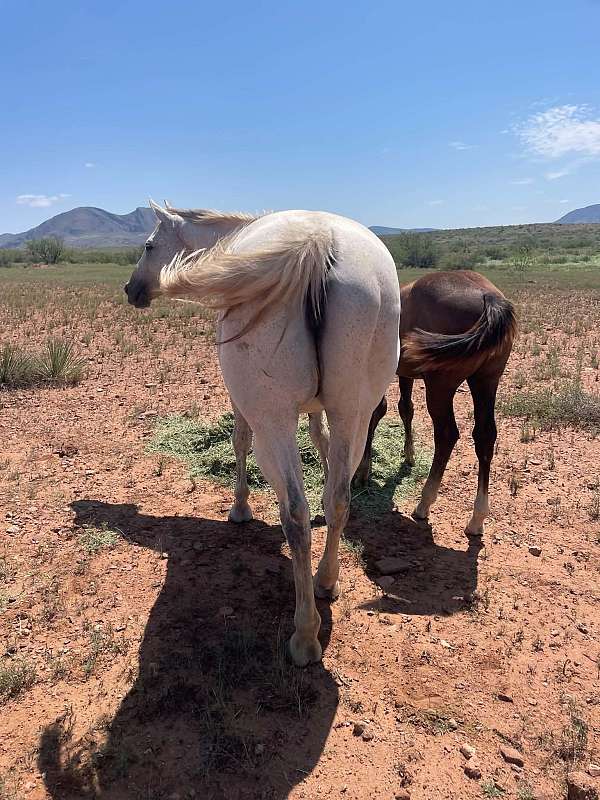 pg-dry-fire-quarter-horse