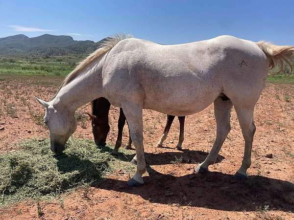 excellent-mare-horse