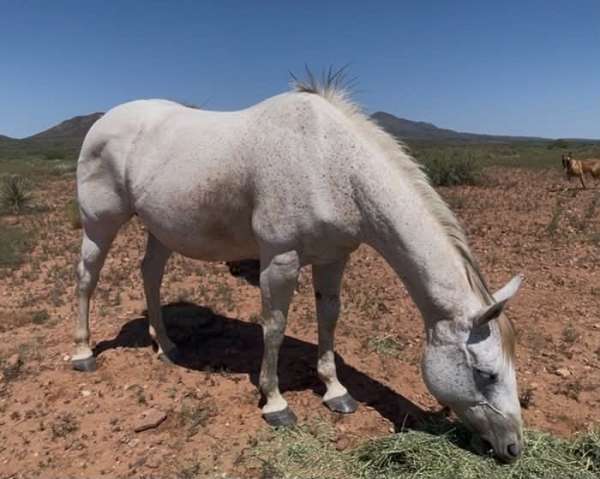 pg-dry-fire-horse