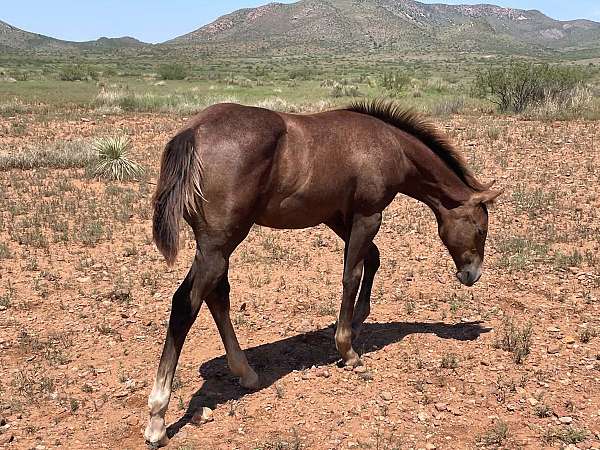 pg-dry-fire-mare