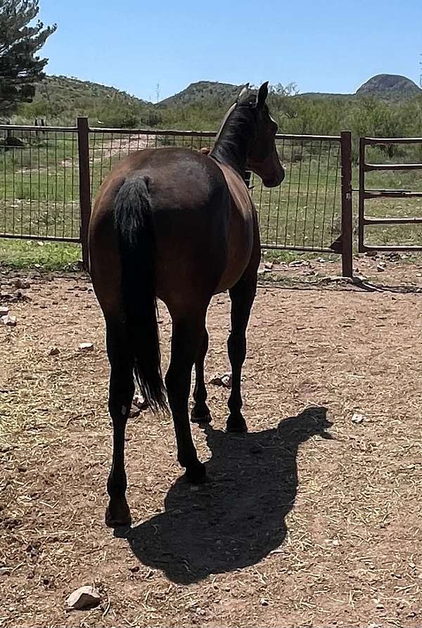 all-around-quarter-horse
