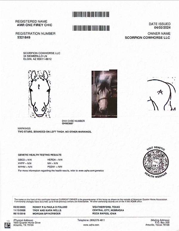 aqha-mare-quarter-horse