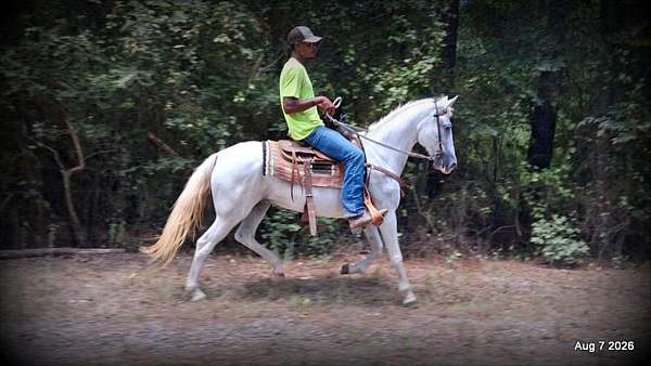 paso-fino-horse
