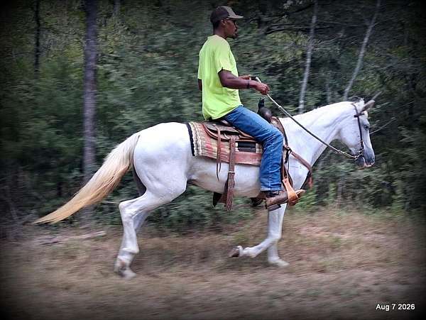 paso-fino-mare-horse