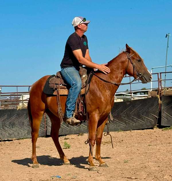 sorrel-quarter-horse-filly