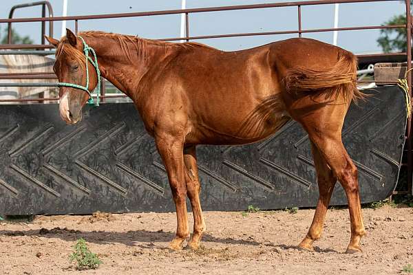 sorrel-filly-for-sale
