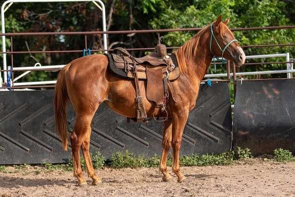 14-hand-quarter-horse-filly