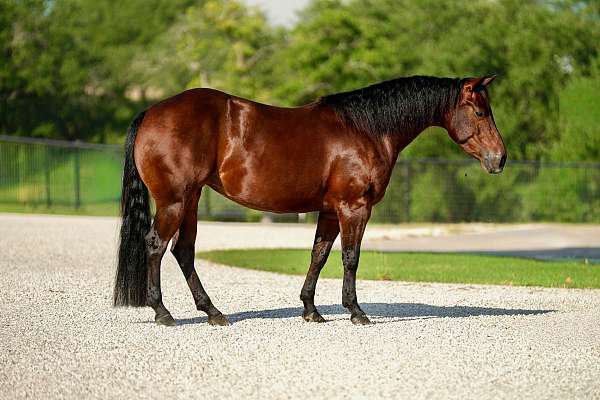 reined-cow-horse-mare