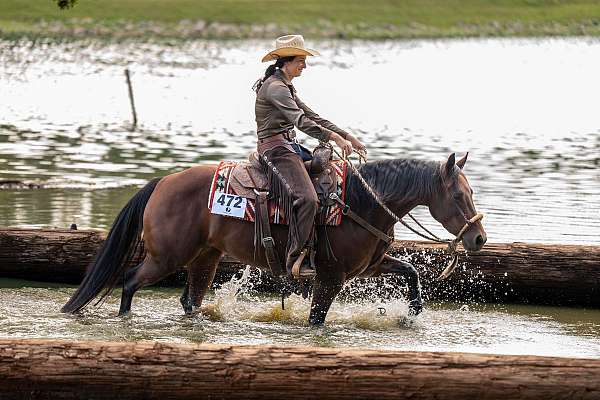 reined-cow-horse-quarter