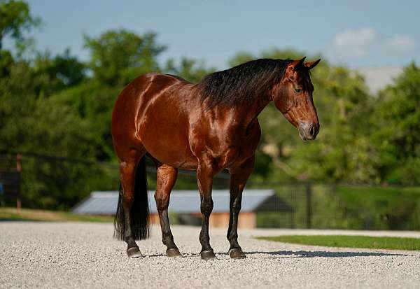 family-safe-quarter-horse