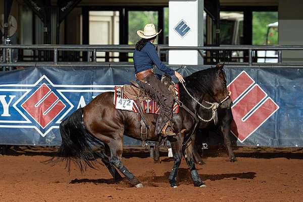 mare-quarter-horse