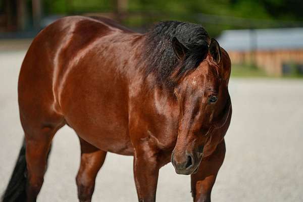 trail-quarter-horse